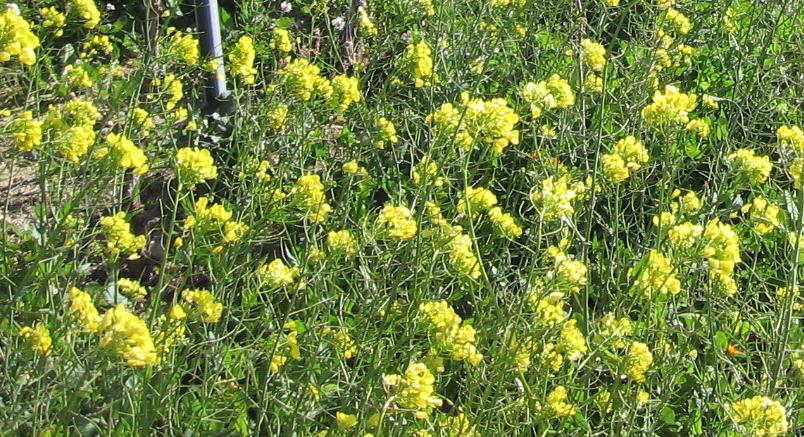 fiori in vigneto - Brassicacea